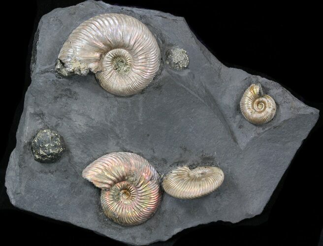 Iridescent Ammonite Fossils Mounted In Shale - x #38227